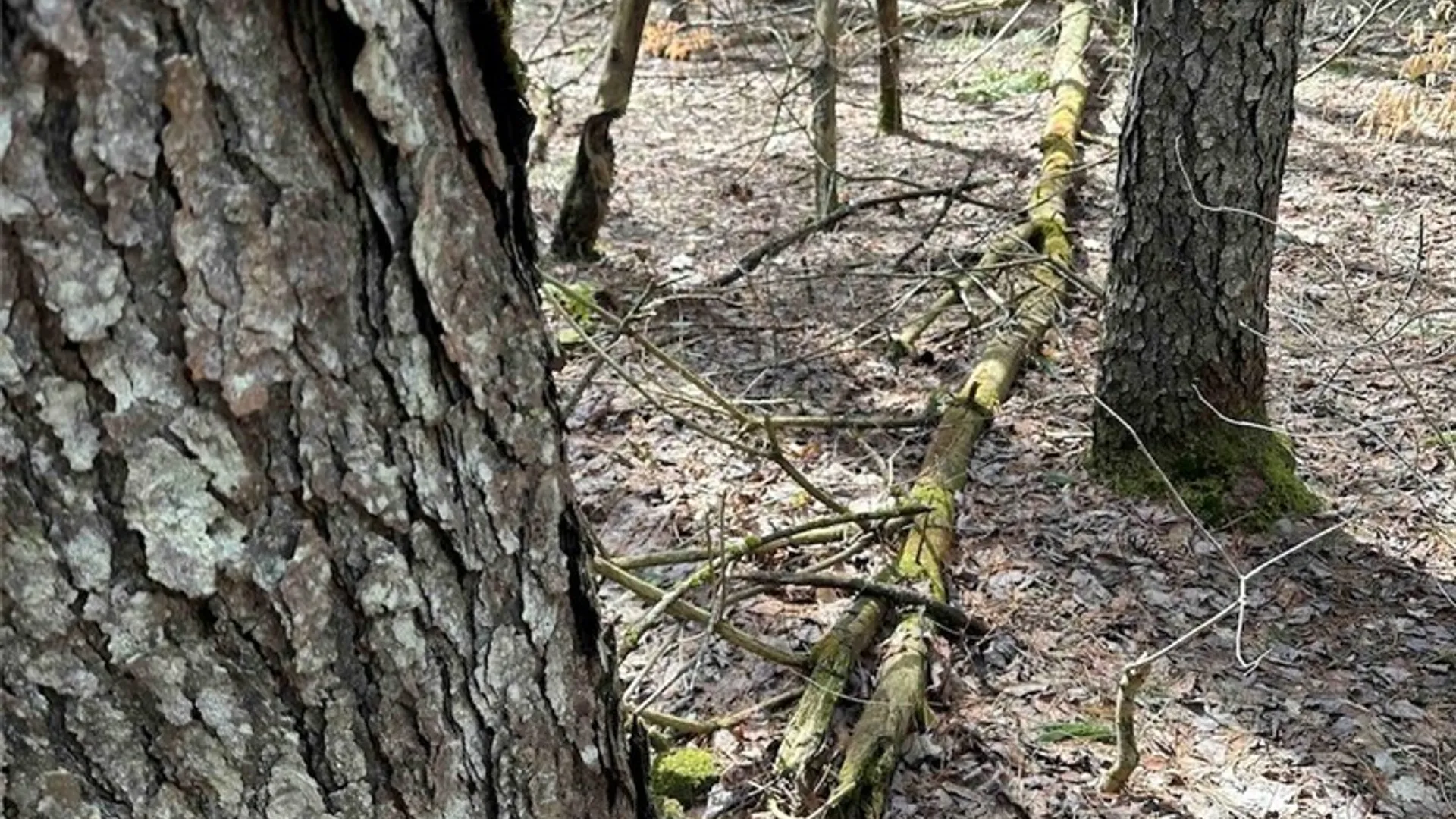 Property at 219 Martin Hill Road, Colesville, NY 13787 22