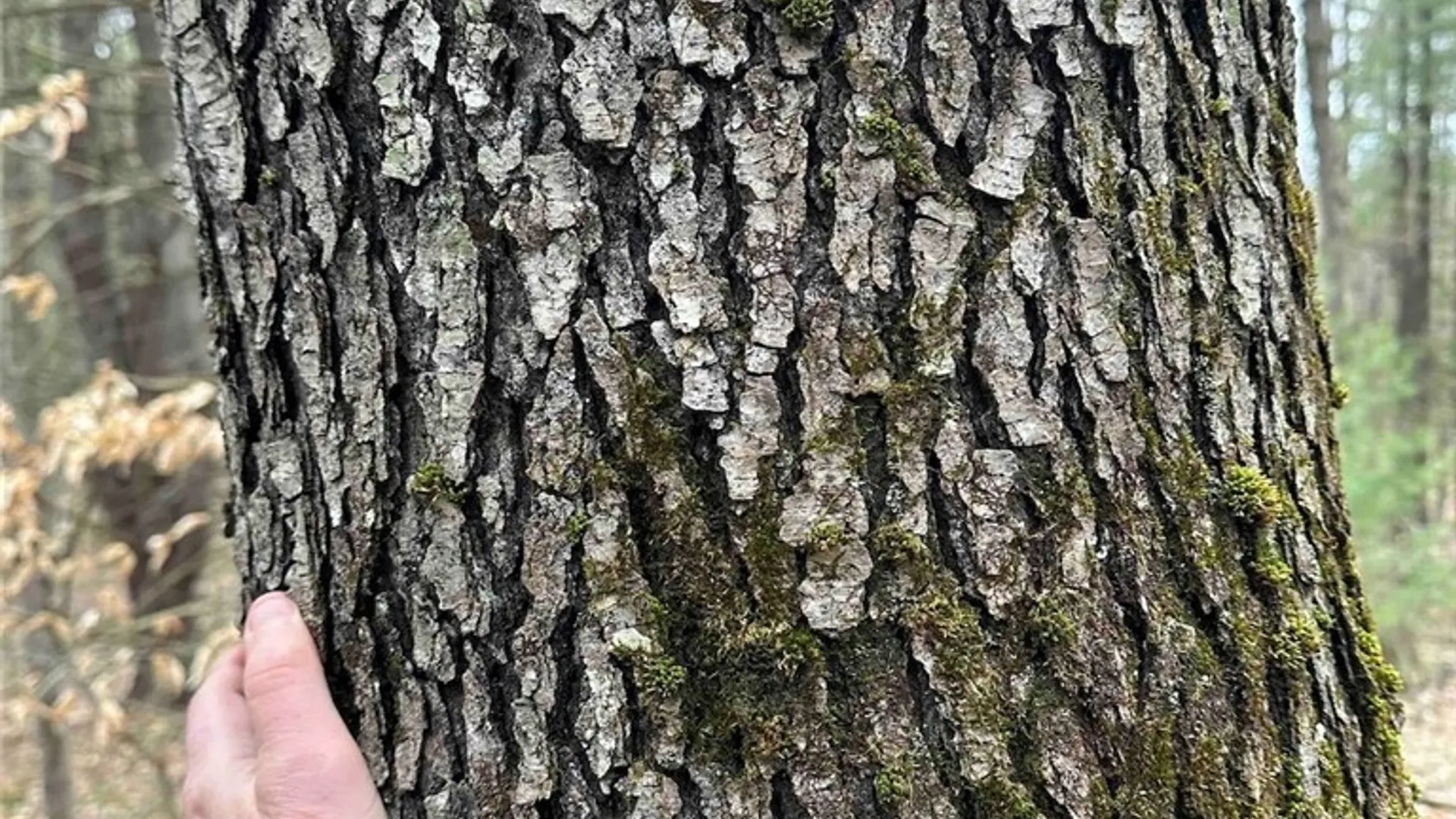 Property at 219 Martin Hill Road, Colesville, NY 13787 26