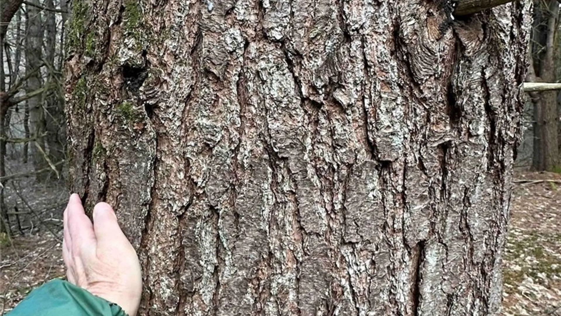 Property at 219 Martin Hill Road, Colesville, NY 13787 28