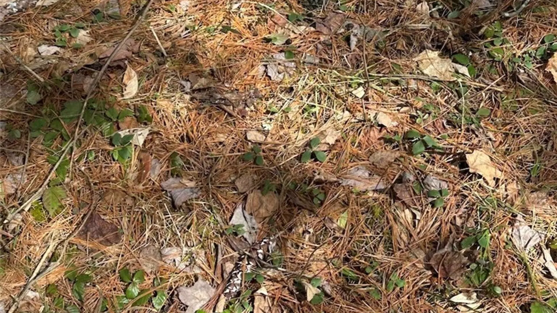 Property at 219 Martin Hill Road, Colesville, NY 13787 29