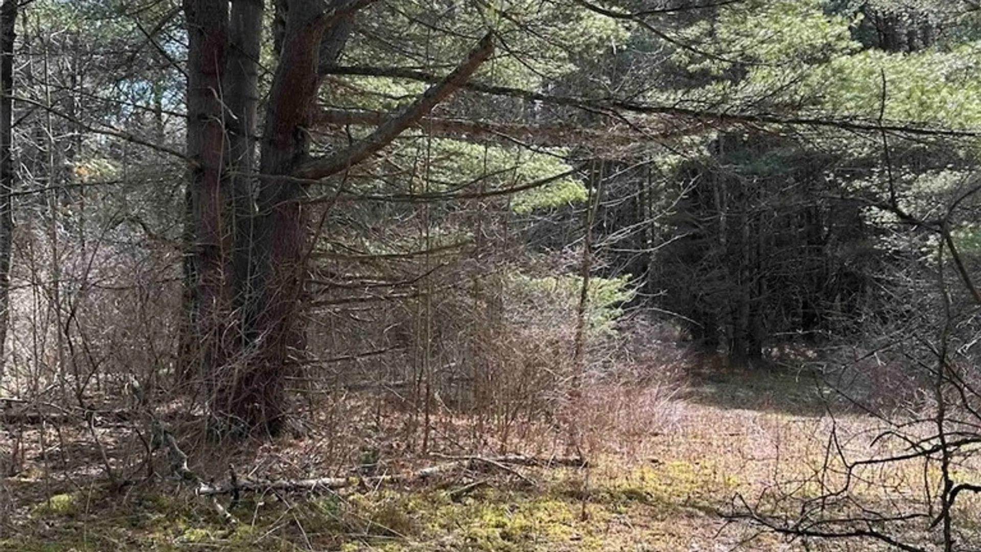 Property at 219 Martin Hill Road, Colesville, NY 13787 30