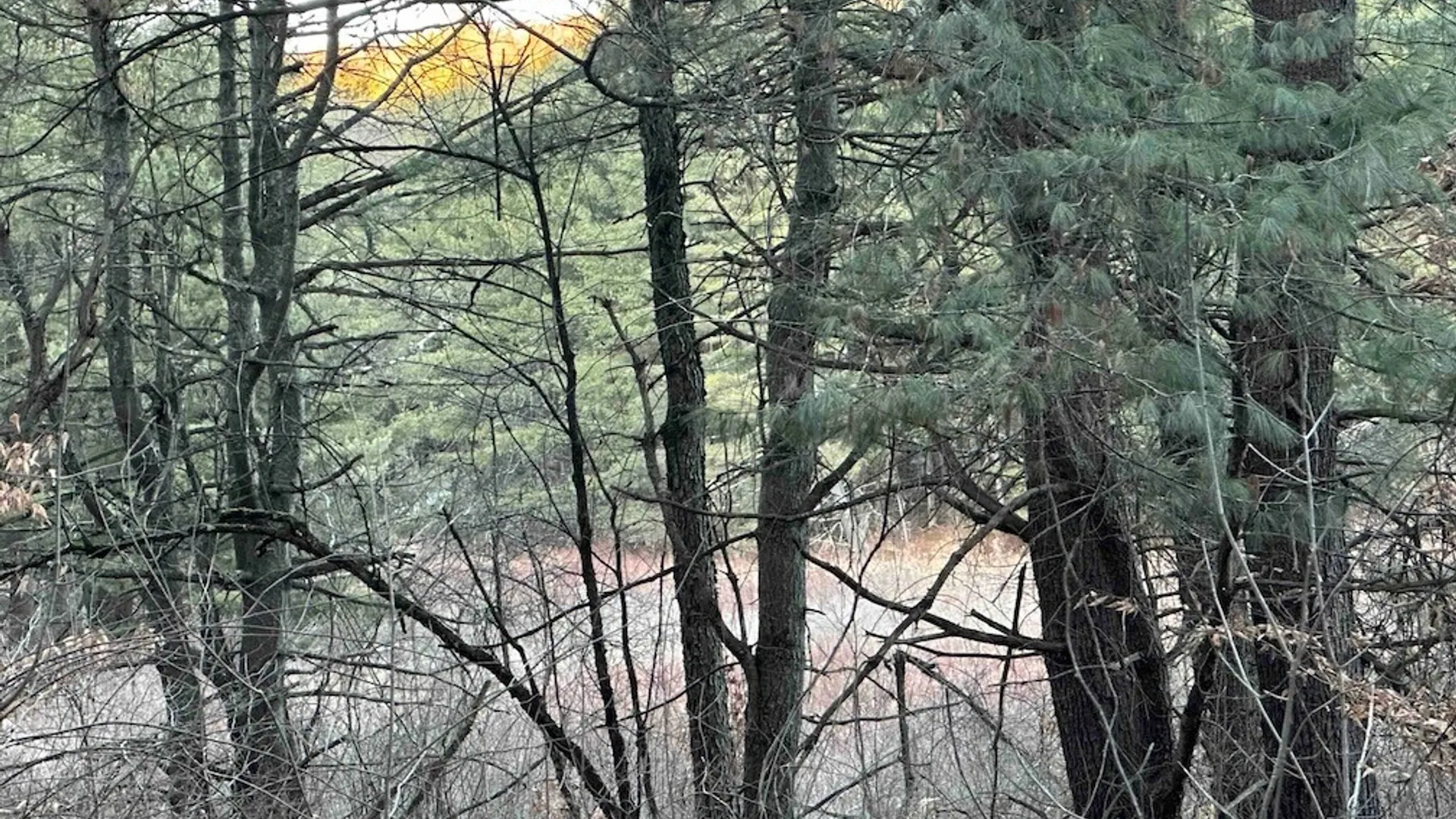 Property at 219 Martin Hill Road, Colesville, NY 13787 35