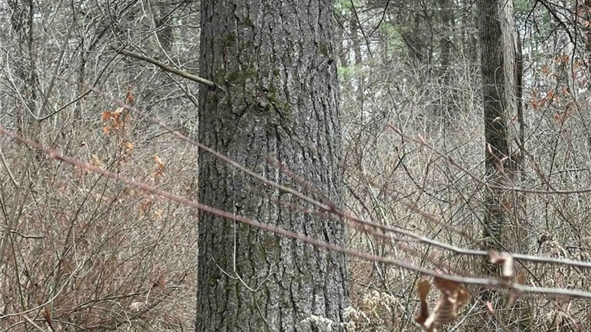 Property at 219 Martin Hill Road, Colesville, NY 13787 36