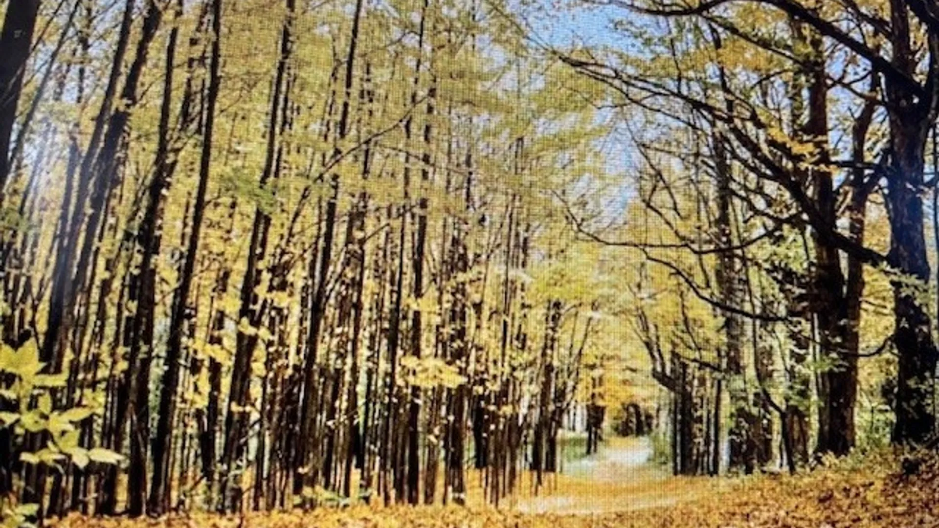 Property at Talbot Road, Plainfield, NY 13491 11