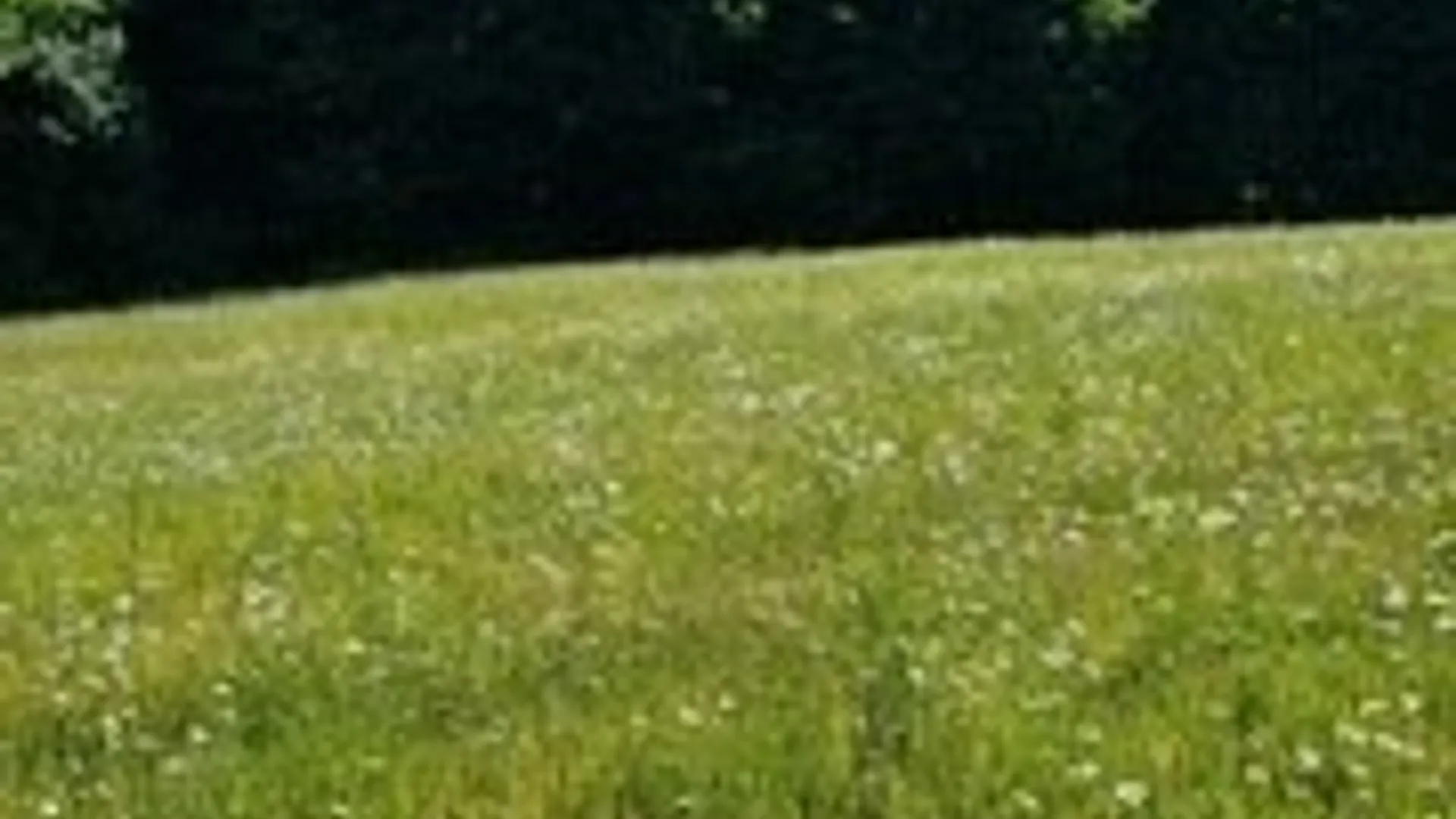 Property at Talbot Road, Plainfield, NY 13491 5