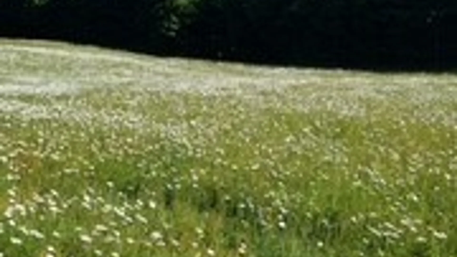 Property at Talbot Road, Plainfield, NY 13491 6