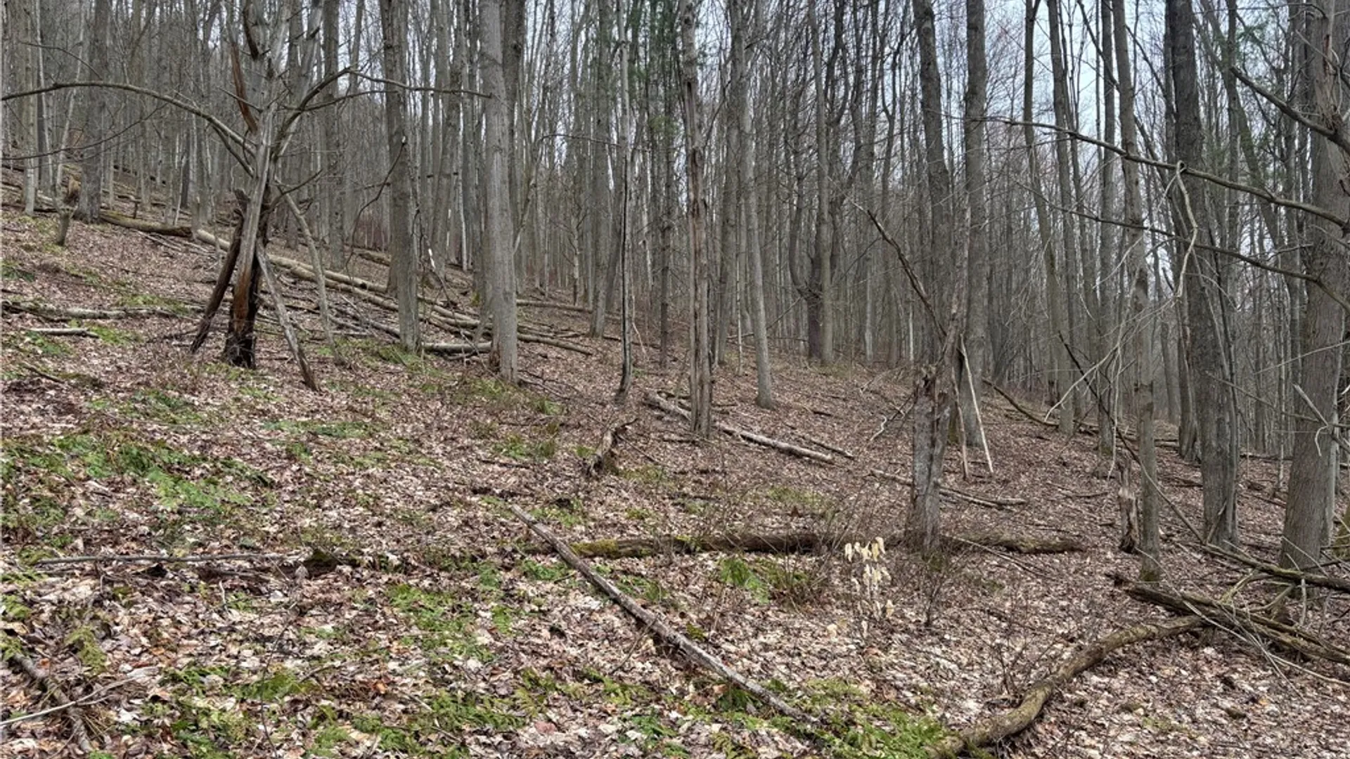 Property at 9446 County Route 9, Avoca, NY 14809 16