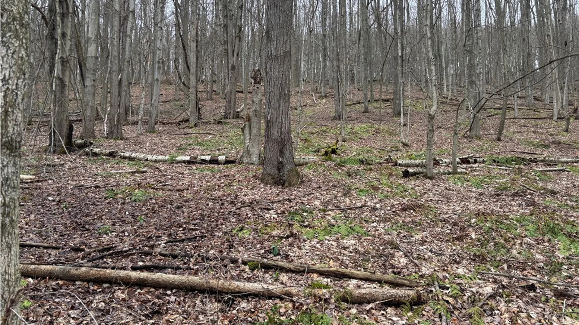 Property at 9446 County Route 9, Avoca, NY 14809 3