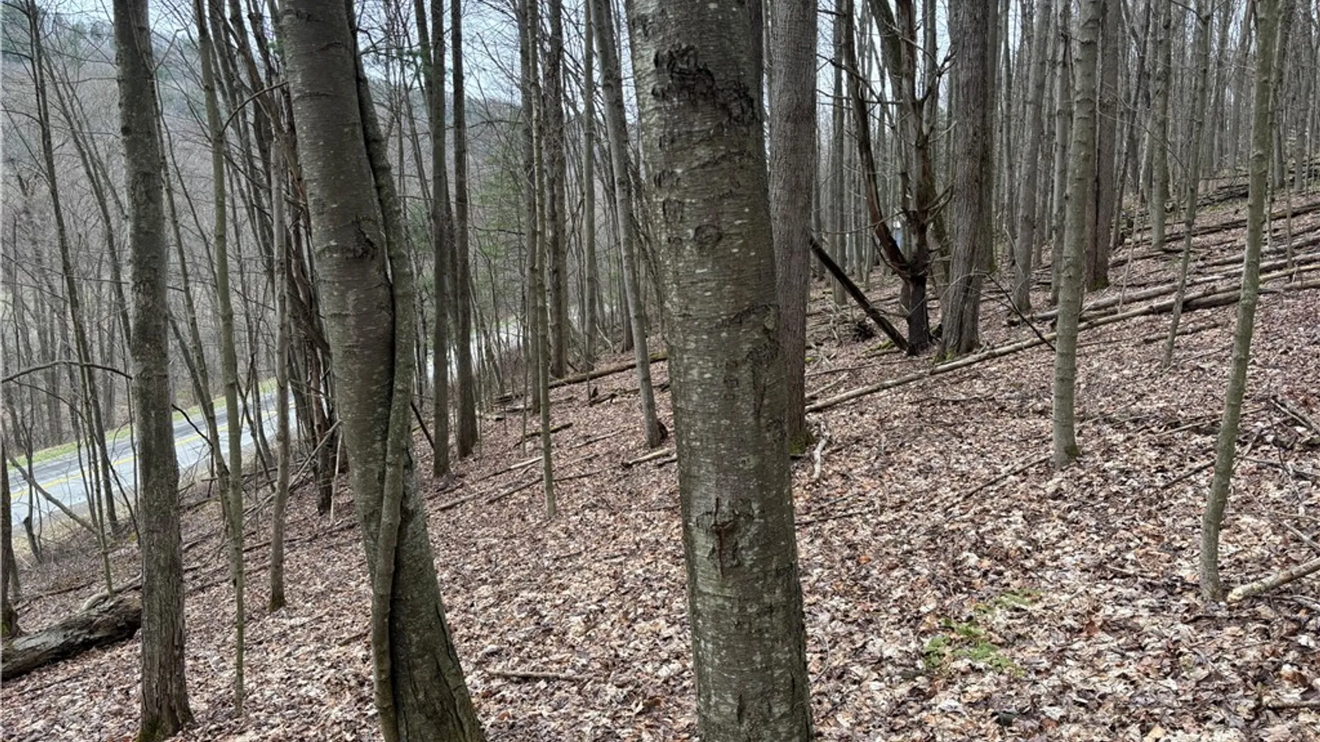 Property at 9446 County Route 9, Avoca, NY 14809 6