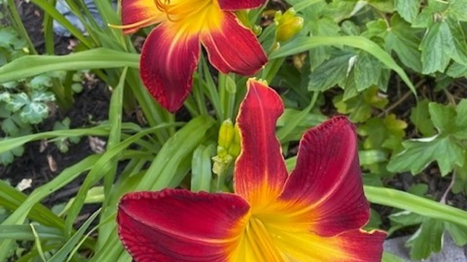 Property at 59 Armstrong Avenue, Irondequoit, NY 14617 42