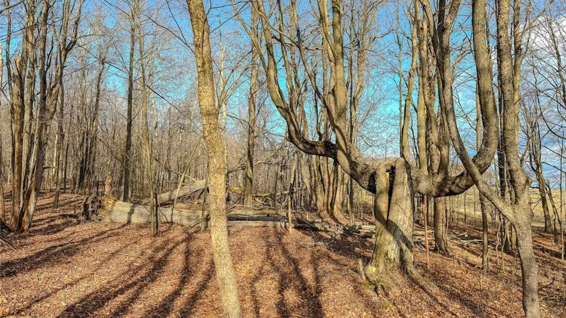 Property at 2407 Timmerman Road, Jasper, NY 14855 21