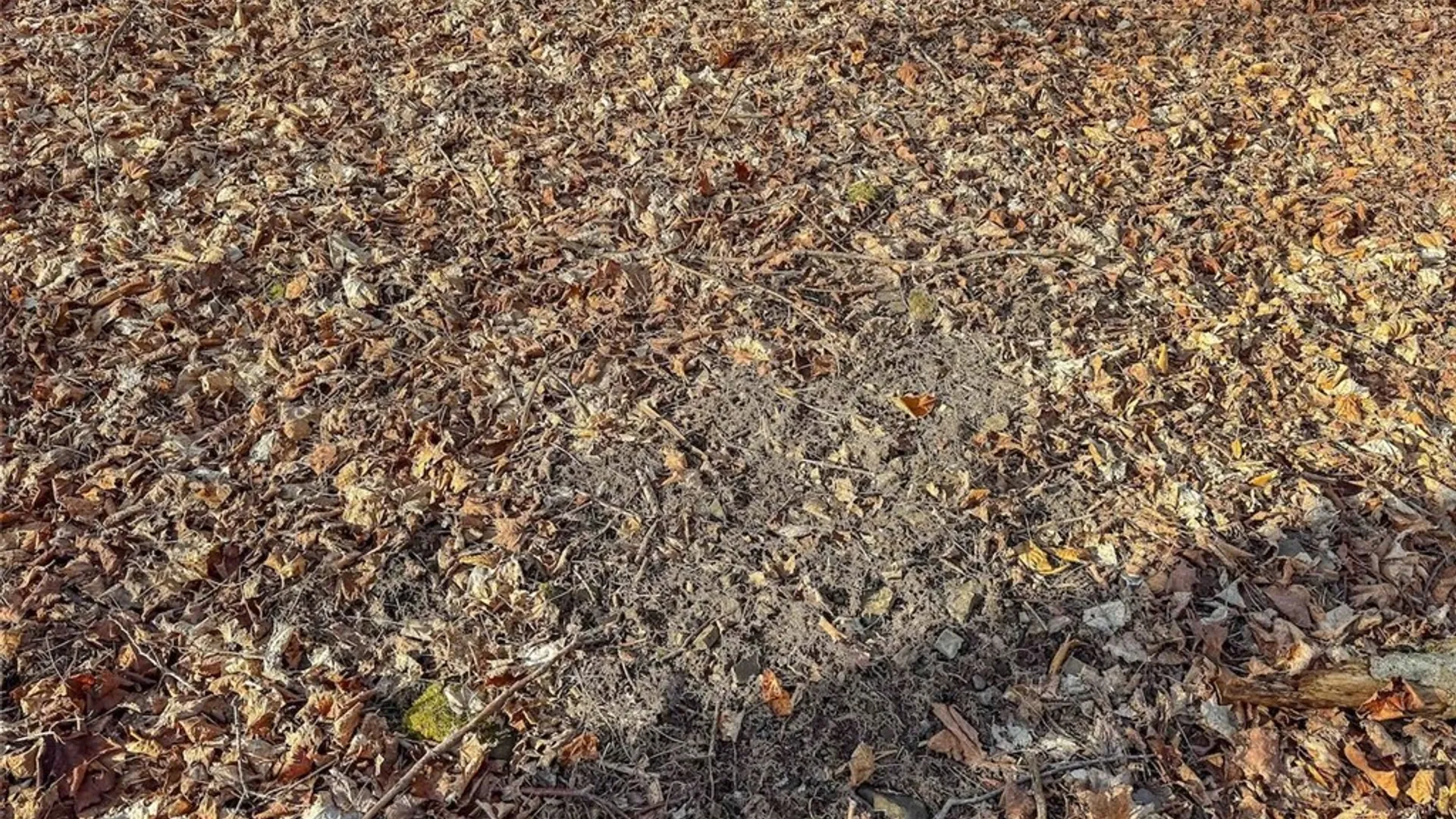 Property at 2407 Timmerman Road, Jasper, NY 14855 22