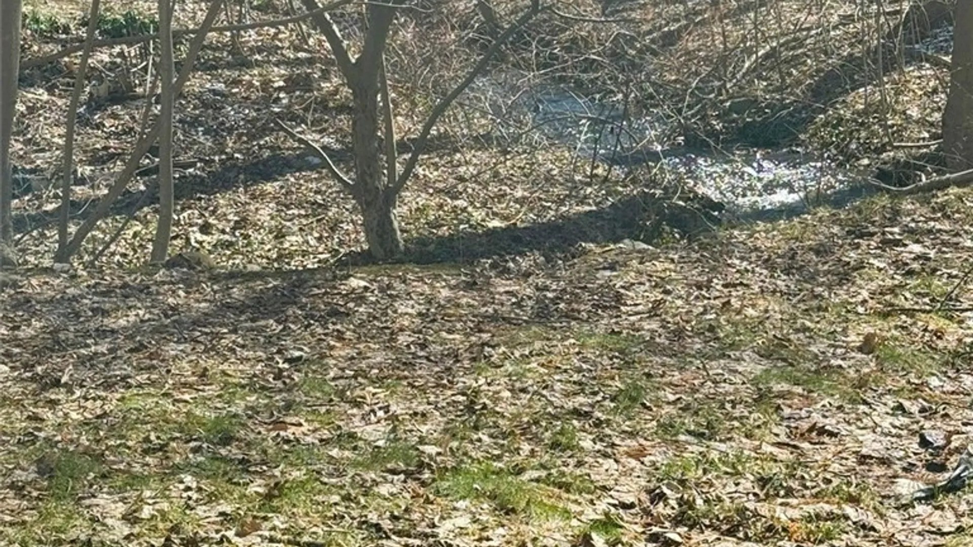 Property at 47 Brooktree Drive, Perinton, NY 14526 6