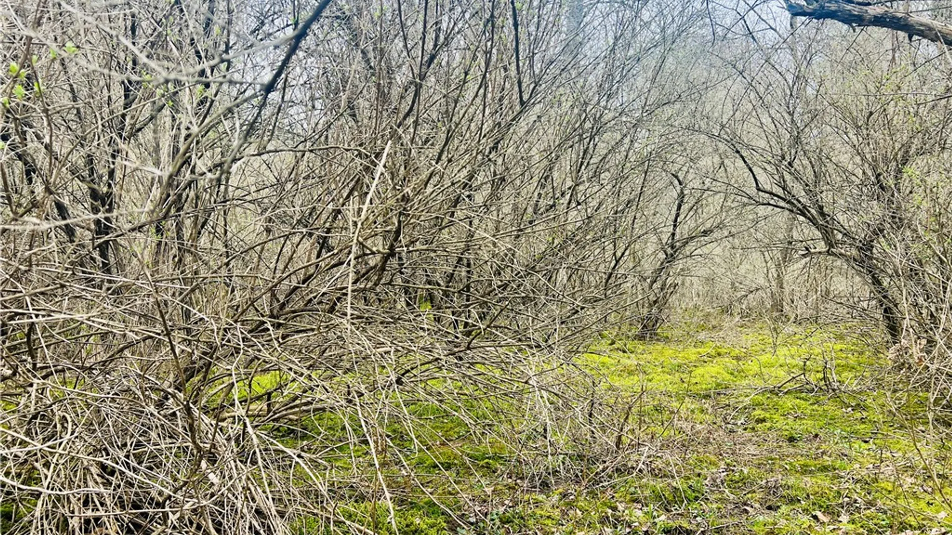 Property at 77 Collins Road, Lansing, NY 13068 7