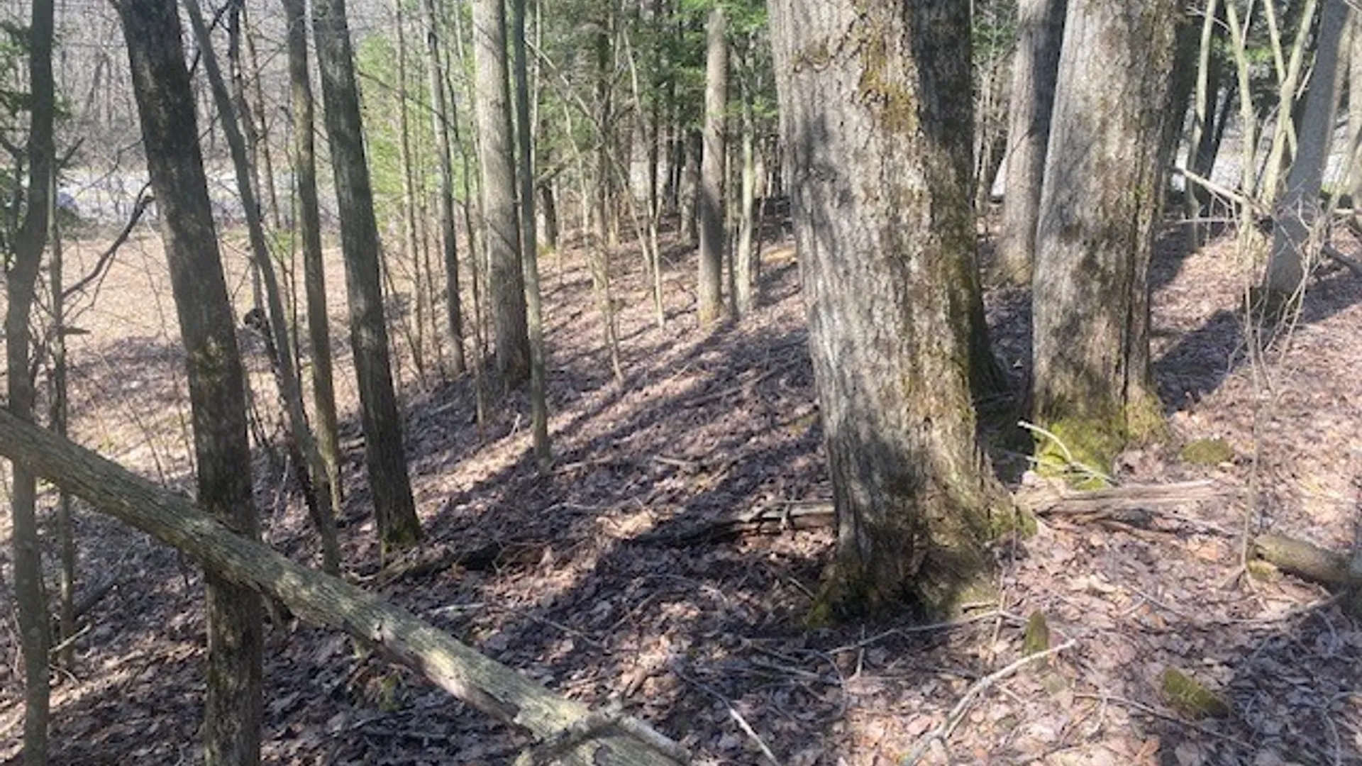 Property at 6858 County Road 17, Belfast, NY 14711 8