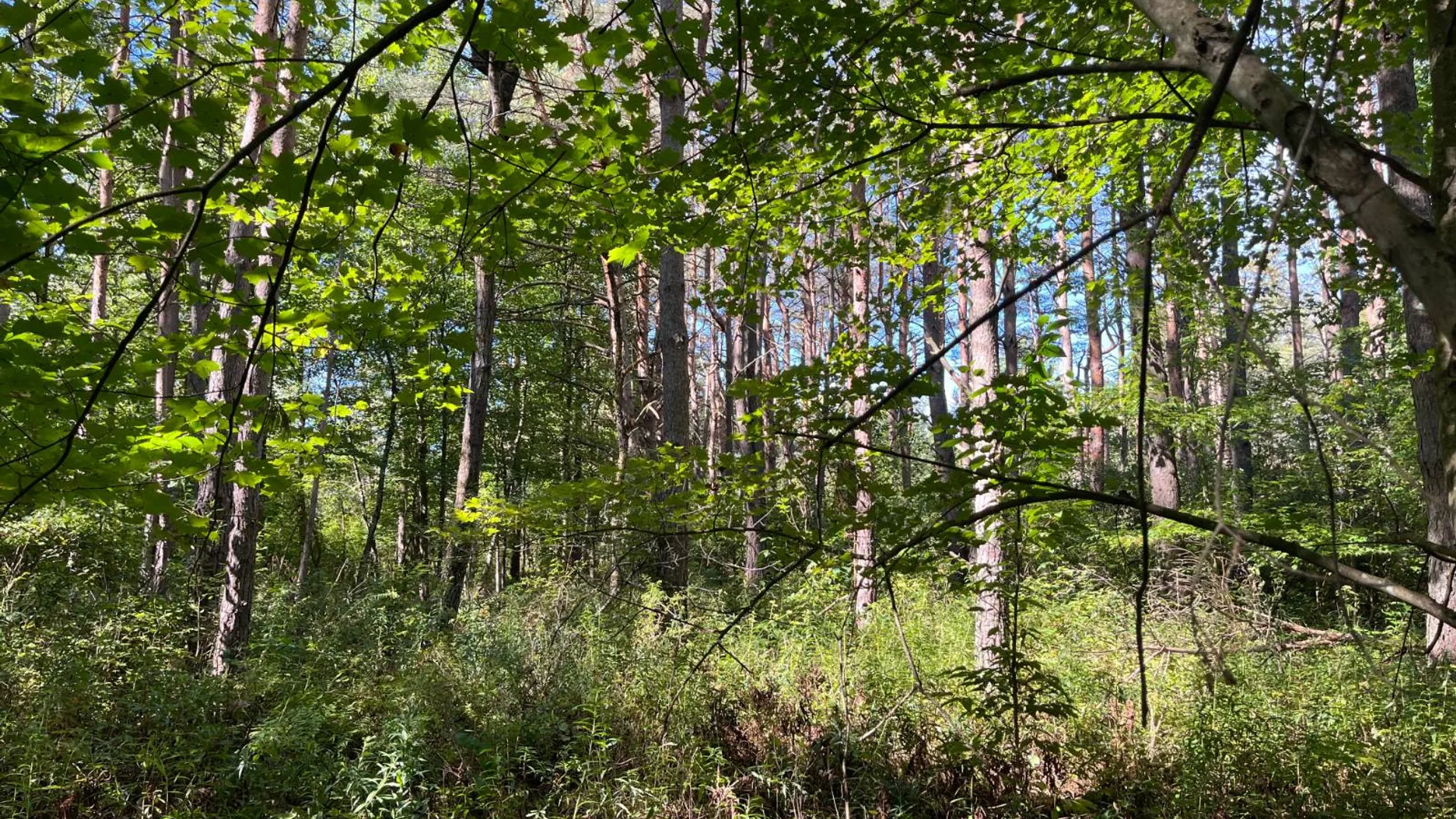 Property at 00 County Route 47, Winthrop, NY 13676 8