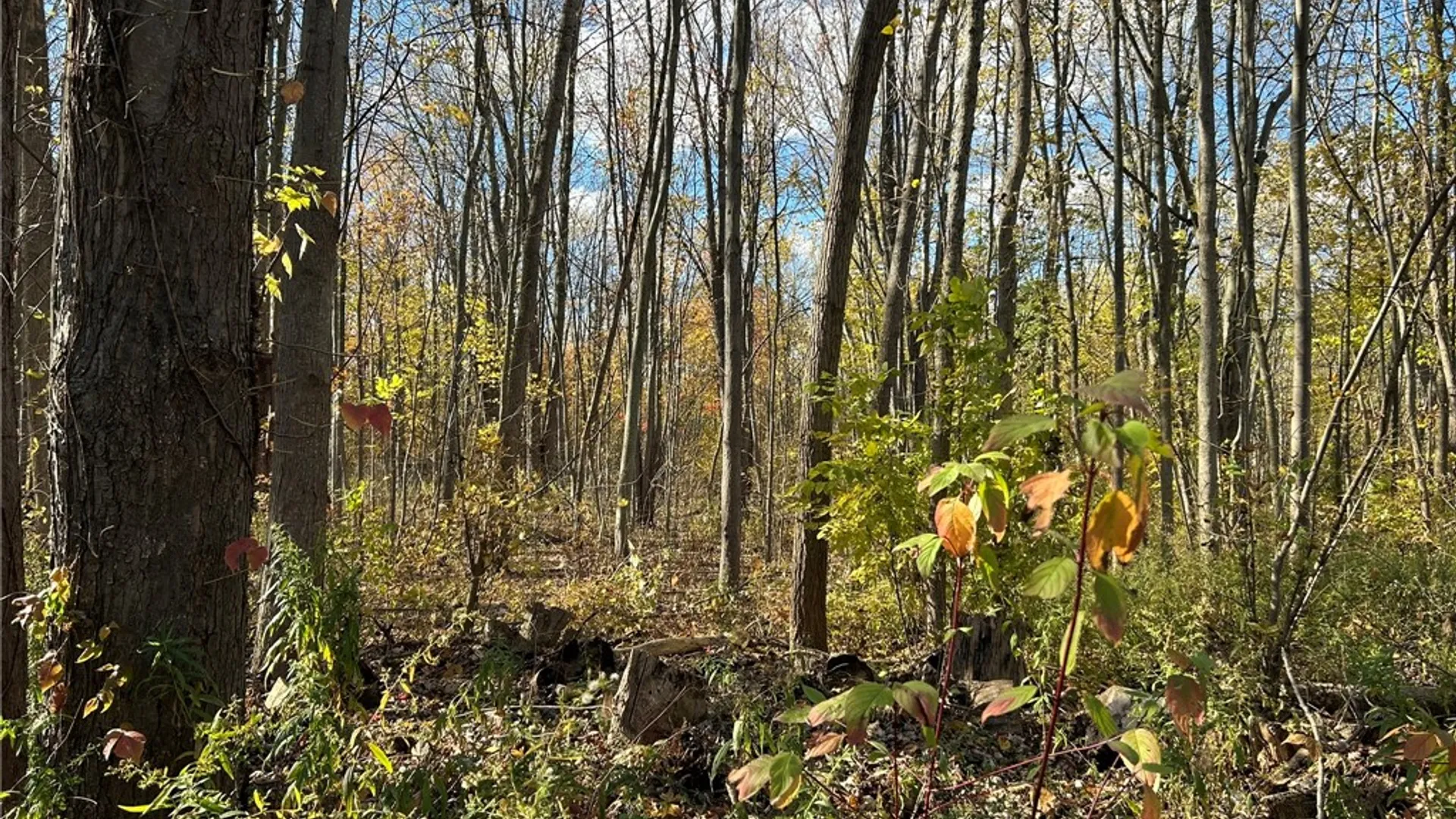 Property at 2555 State Route 104, Ontario, NY 14519 15