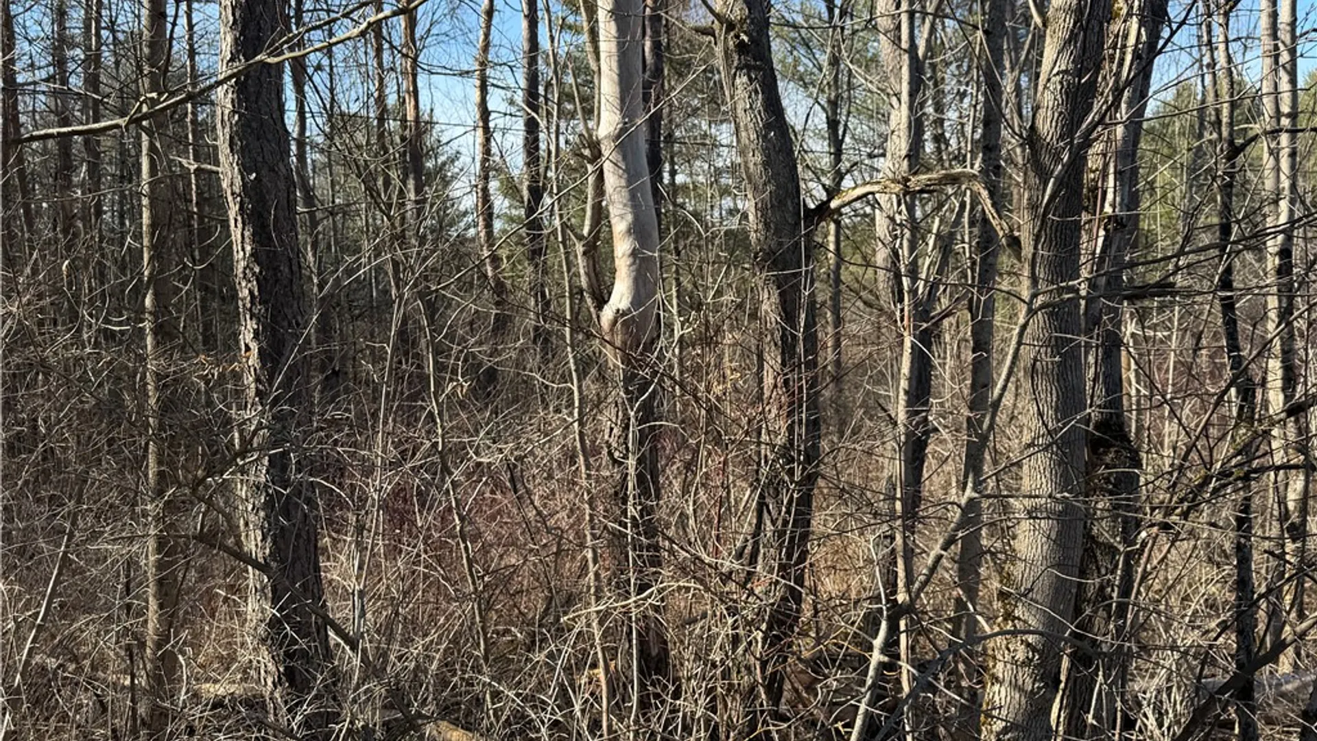 Property at Hattie Clark Road, Smithville, NY 13778 5