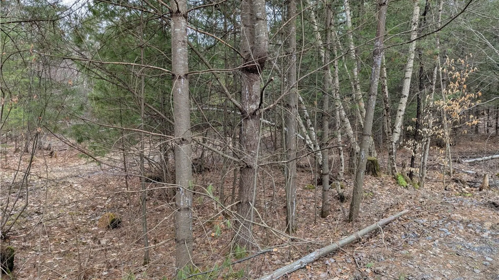 Property at 7131 Maple Drive, Watson, NY 13343 6