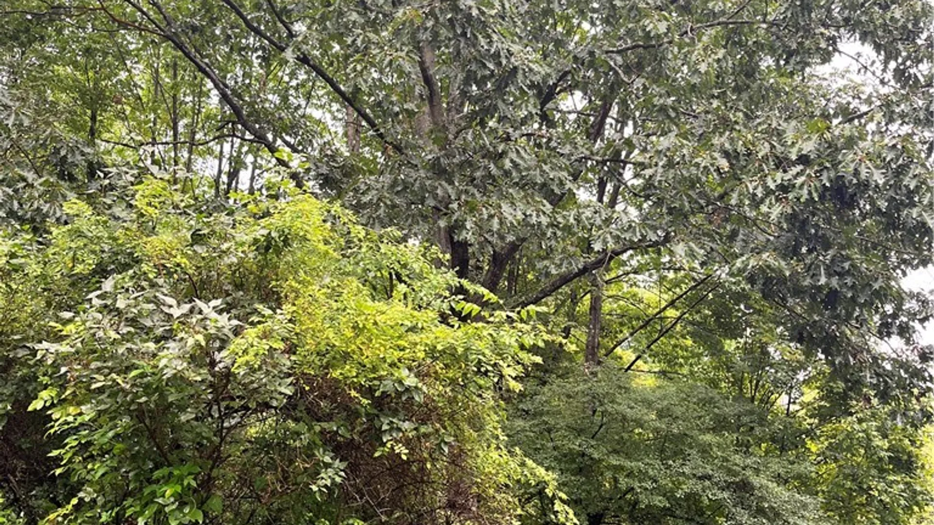 Property at 0 State Highway 8, Deposit, NY 13754 21