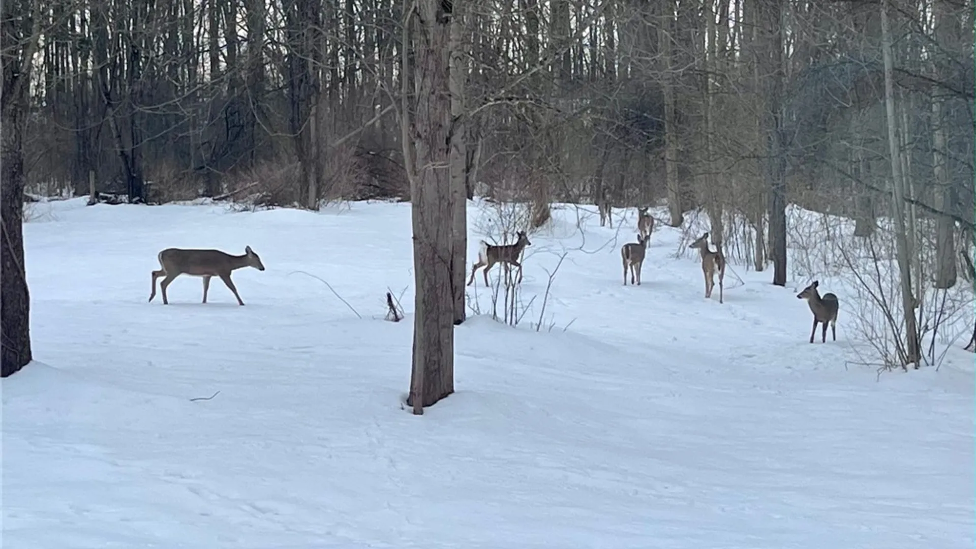 Property at 8759 Fergerson Road, Cicero, NY 13039 47