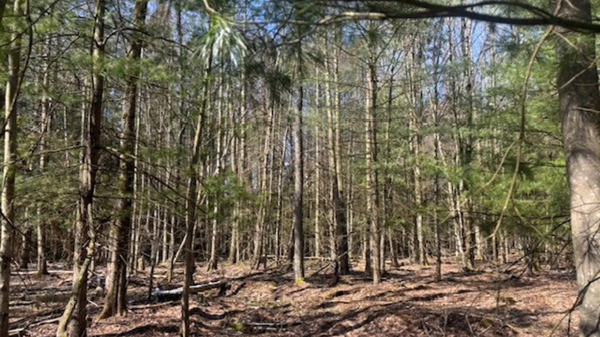 Property at 0 Hill Road, Danby, NY 14850 5