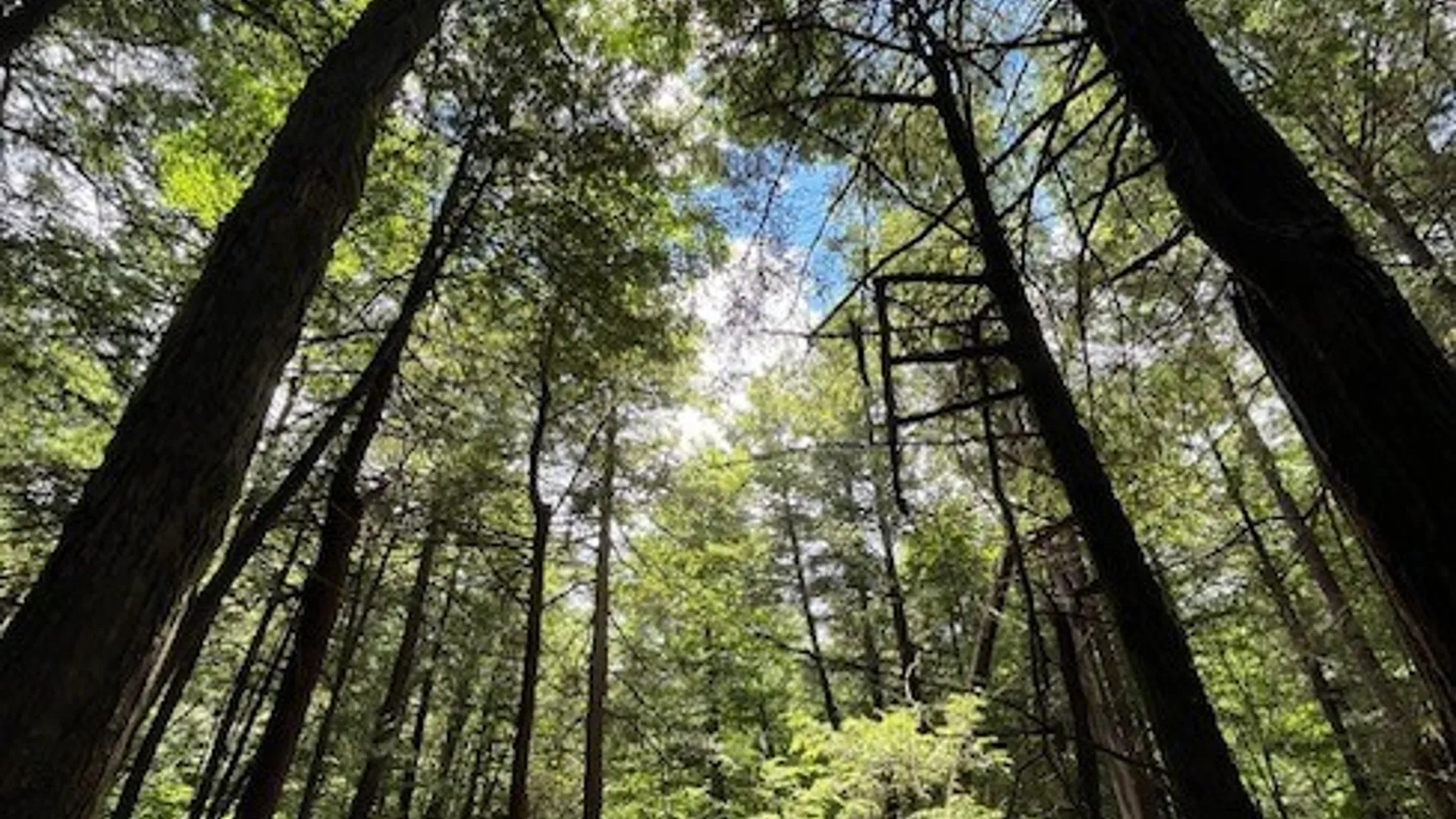 Property at 0 Hill Road, Danby, NY 14850 11