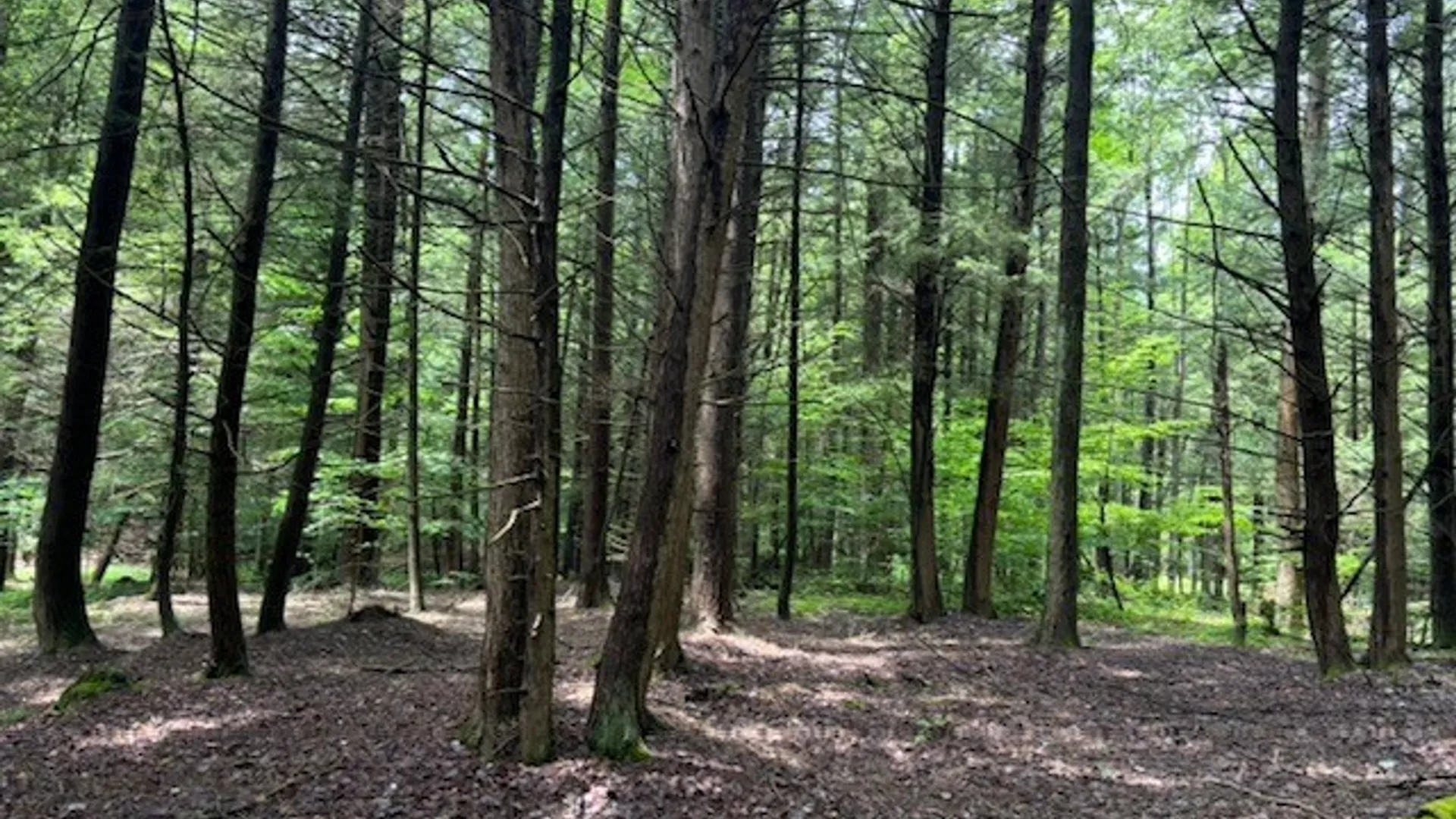 Property at 0 Hill Road, Danby, NY 14850 12