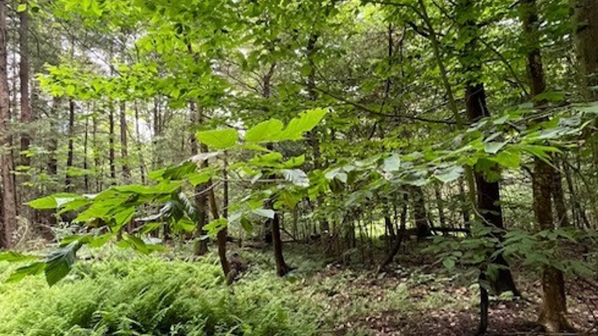 Property at 0 Hill Road, Danby, NY 14850 3