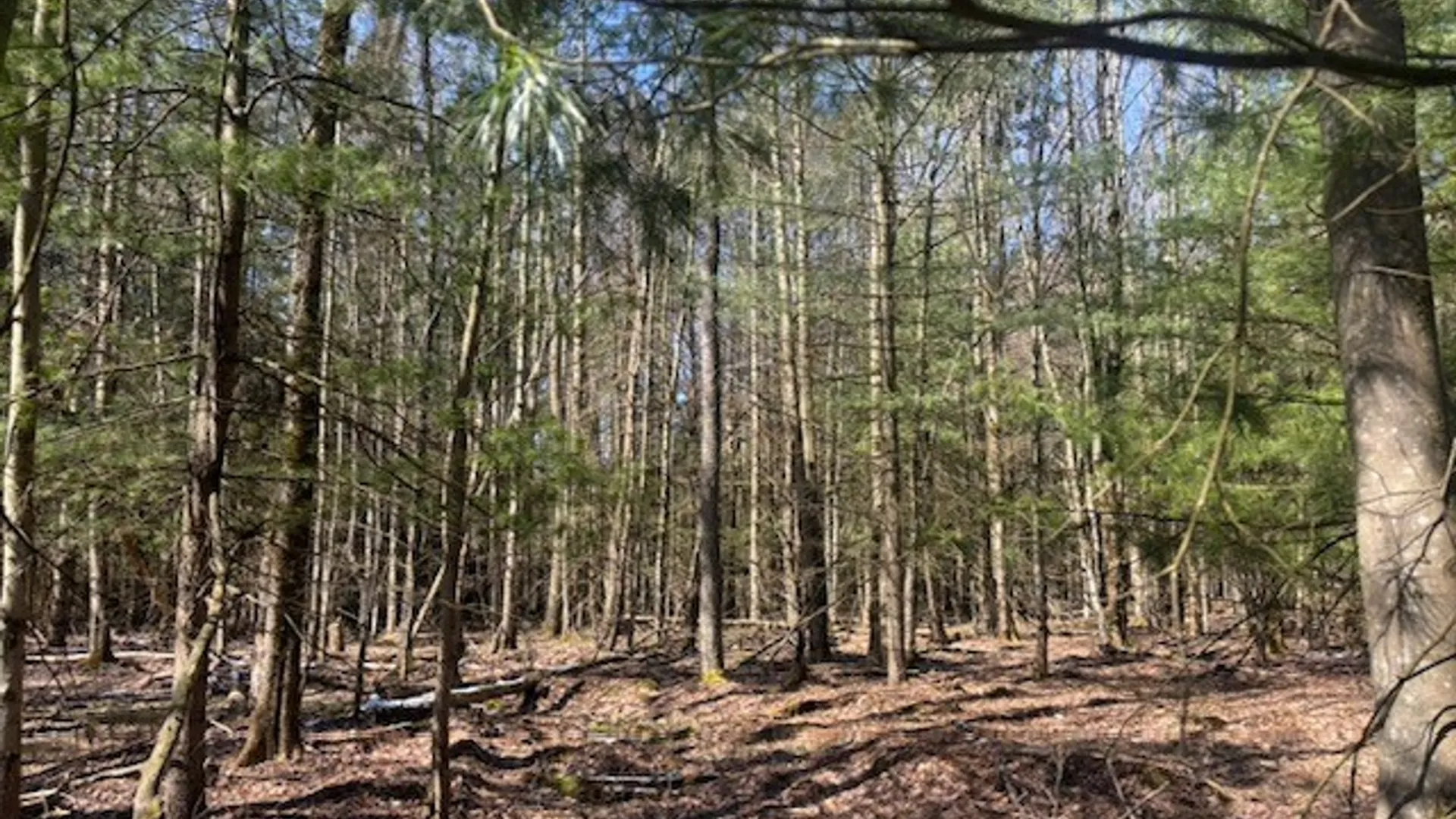 Property at 0 Hill Road, Danby, NY 14850 7