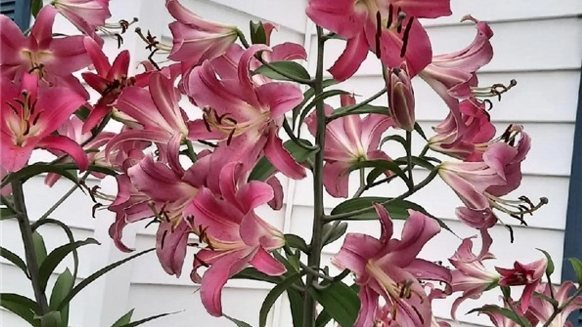 Property at 241 Erie Street, Erwin, NY 14870 36