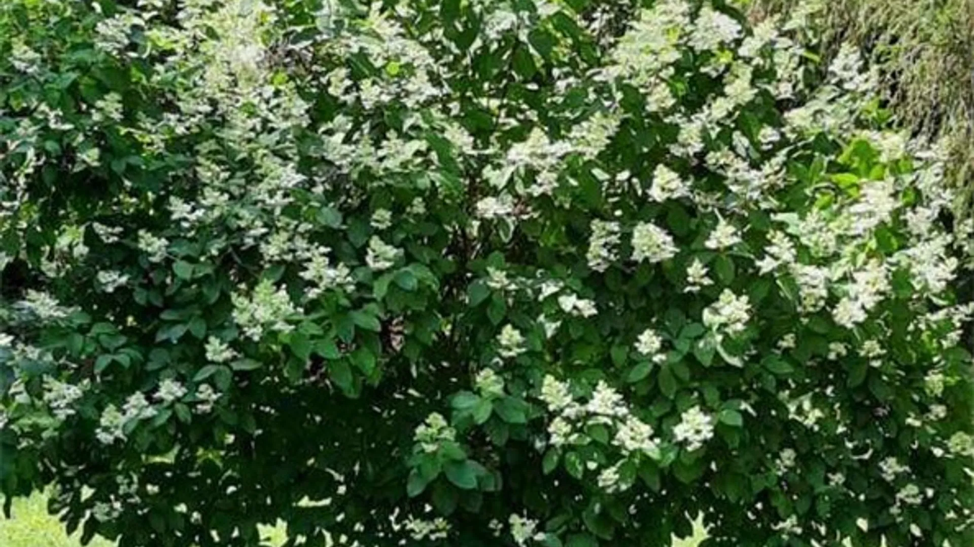 Property at 241 Erie Street, Erwin, NY 14870 37