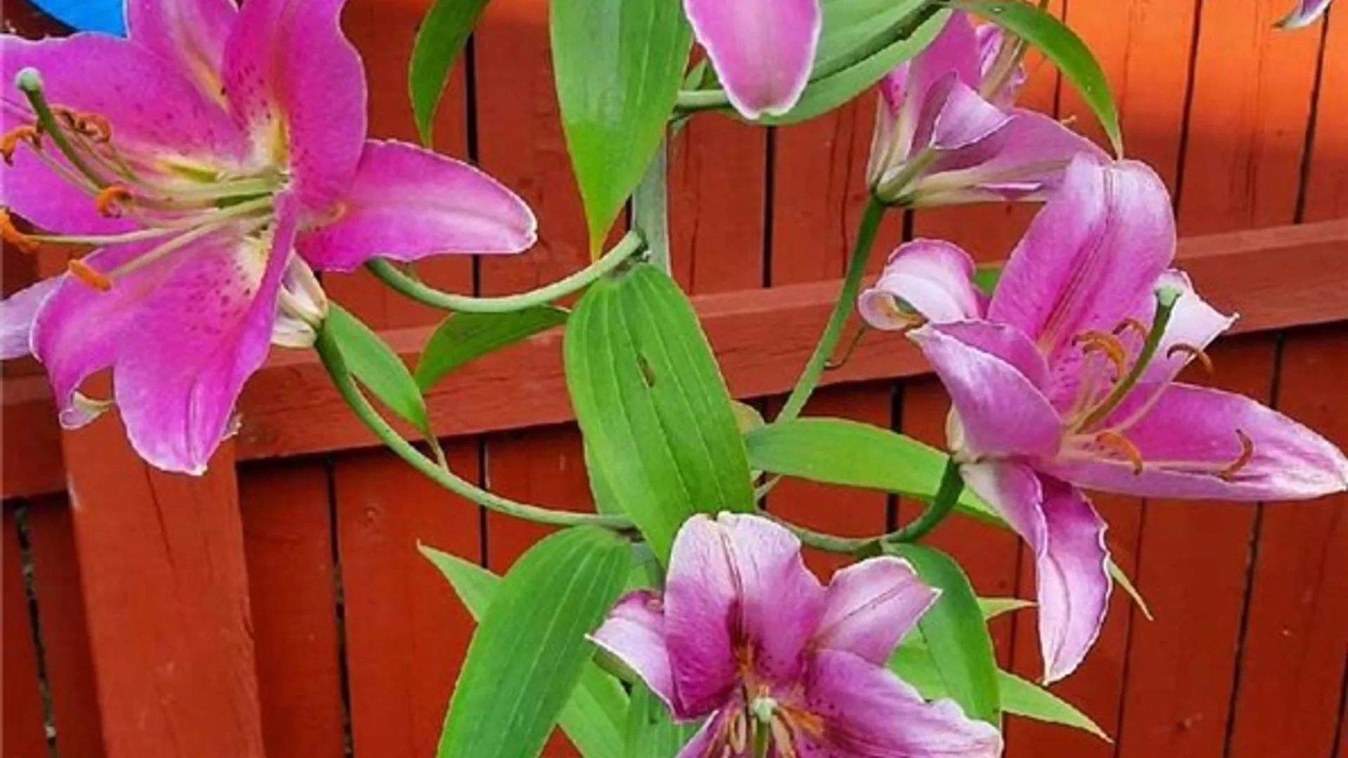 Property at 241 Erie Street, Erwin, NY 14870 39