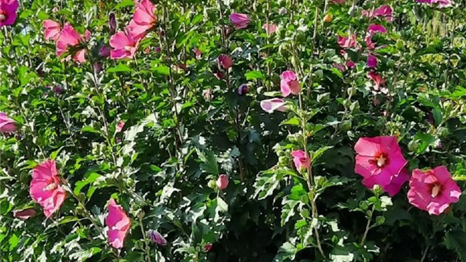 Property at 241 Erie Street, Erwin, NY 14870 40