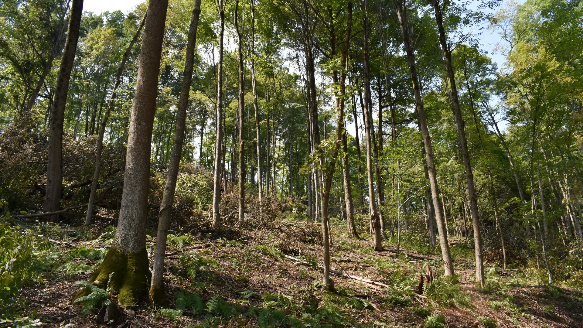 Property at Route 380, Jamestown, NY 14701 12