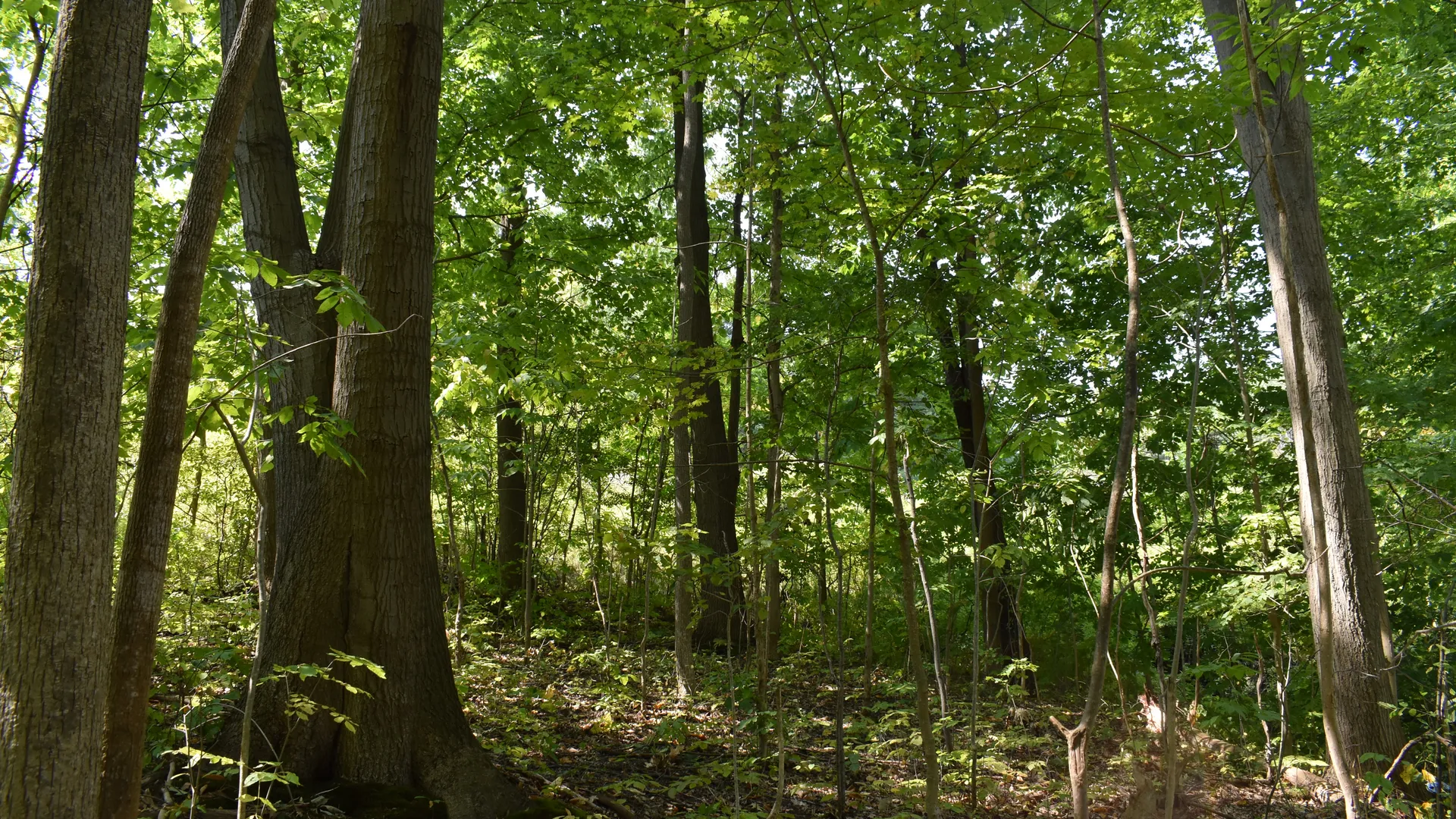 Property at Route 380, Jamestown, NY 14701 13