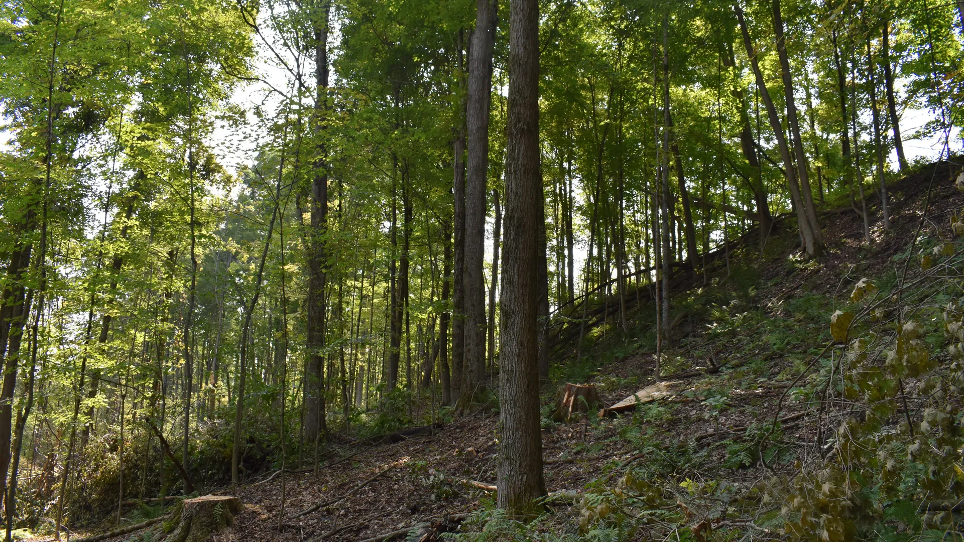 Property at Route 380, Jamestown, NY 14701 14