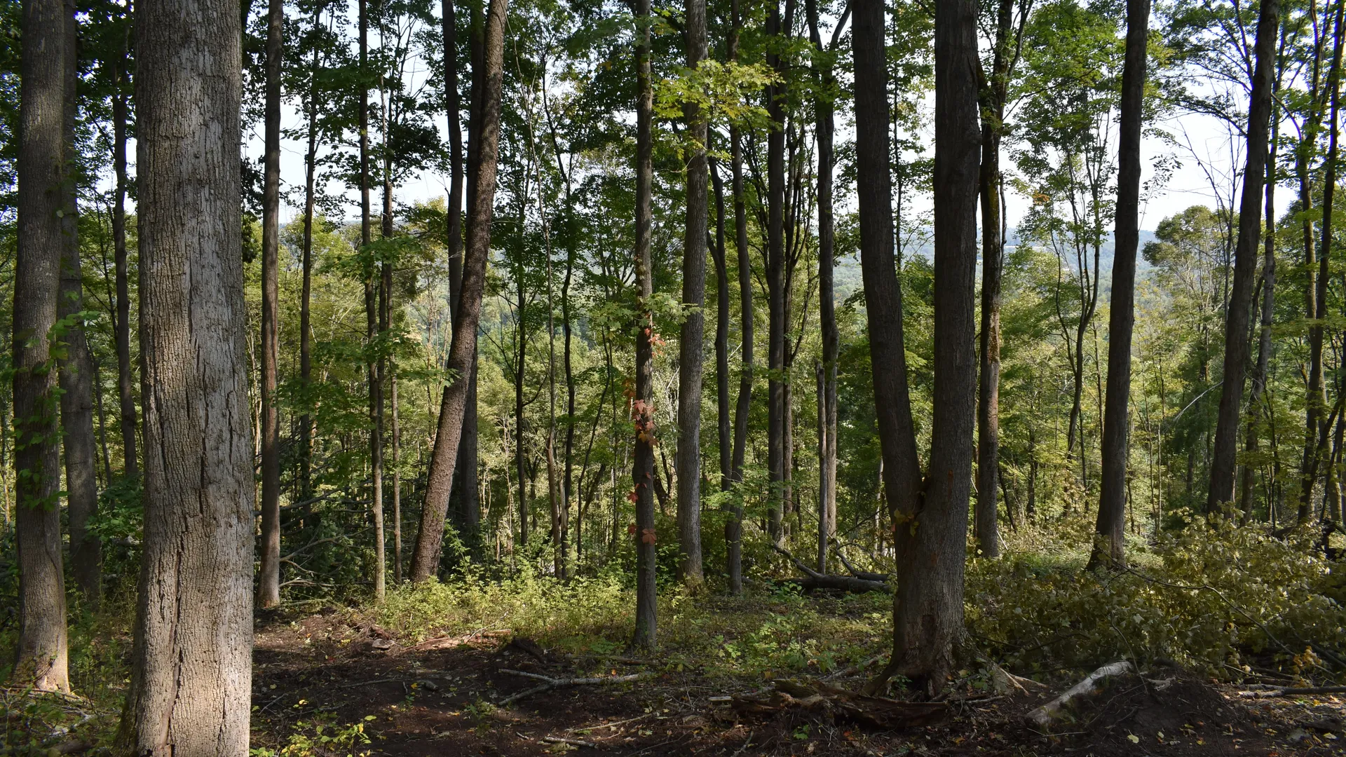 Property at Route 380, Jamestown, NY 14701 19