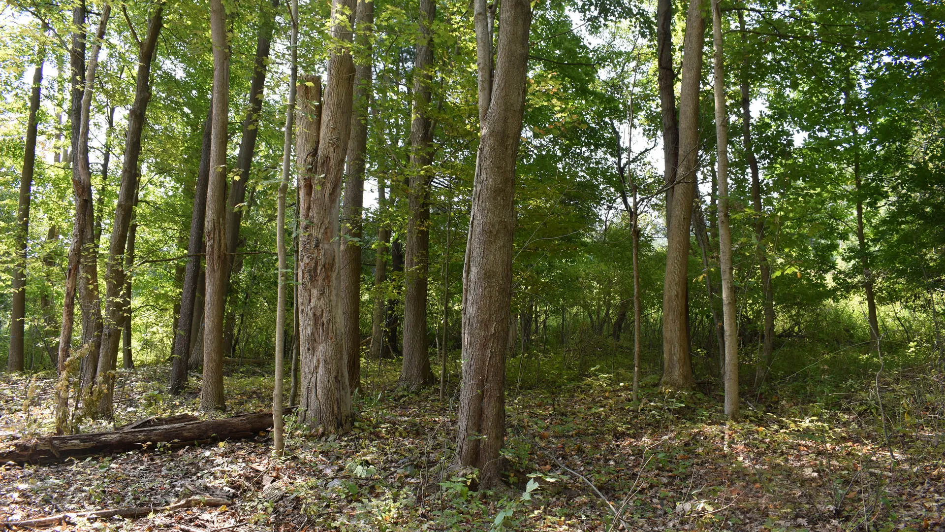 Property at Route 380, Jamestown, NY 14701 2