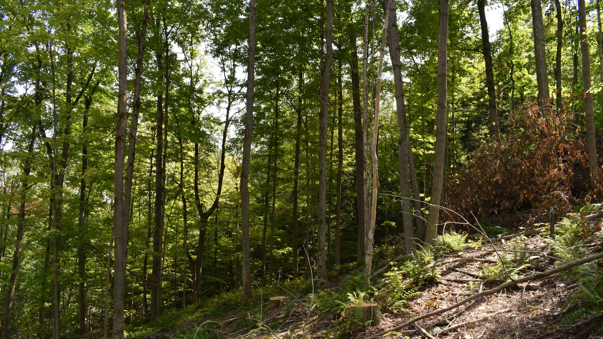 Property at Route 380, Jamestown, NY 14701 26