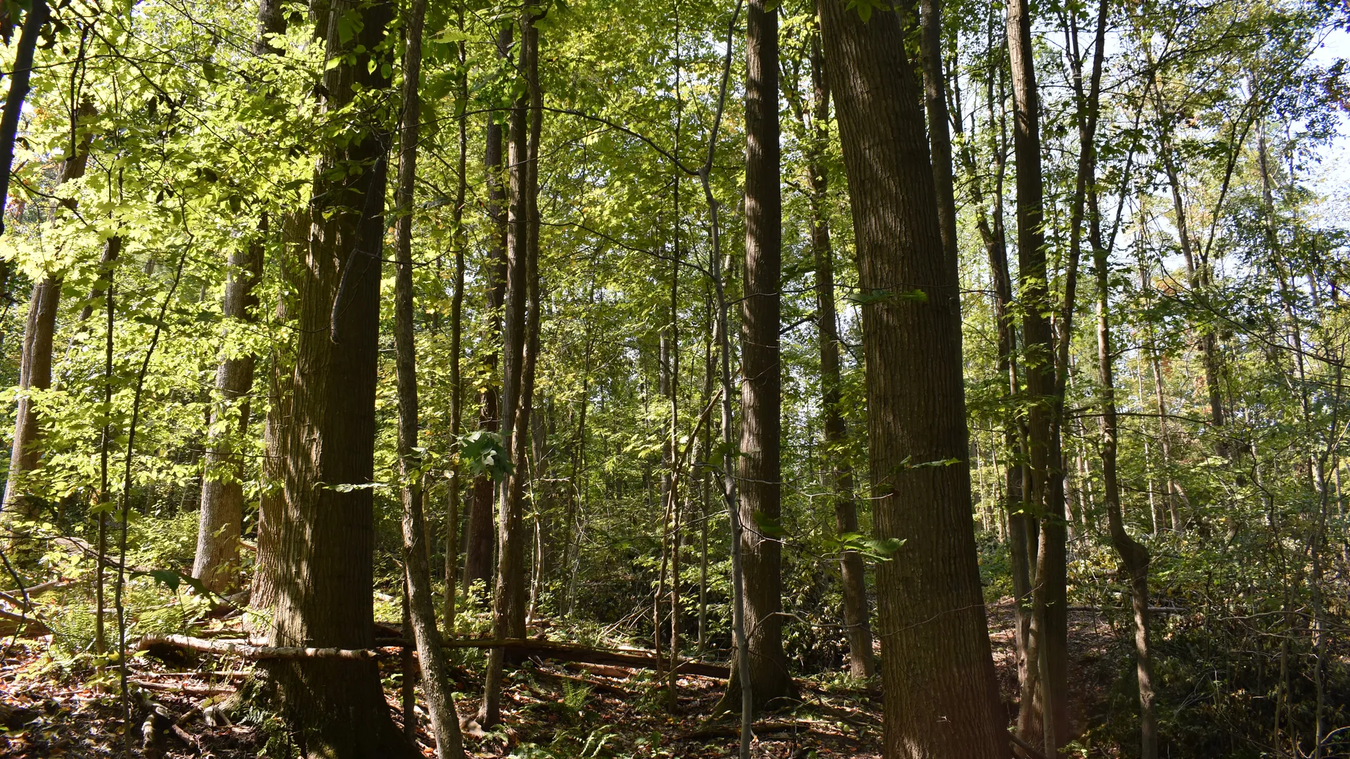 Property at Route 380, Jamestown, NY 14701 27