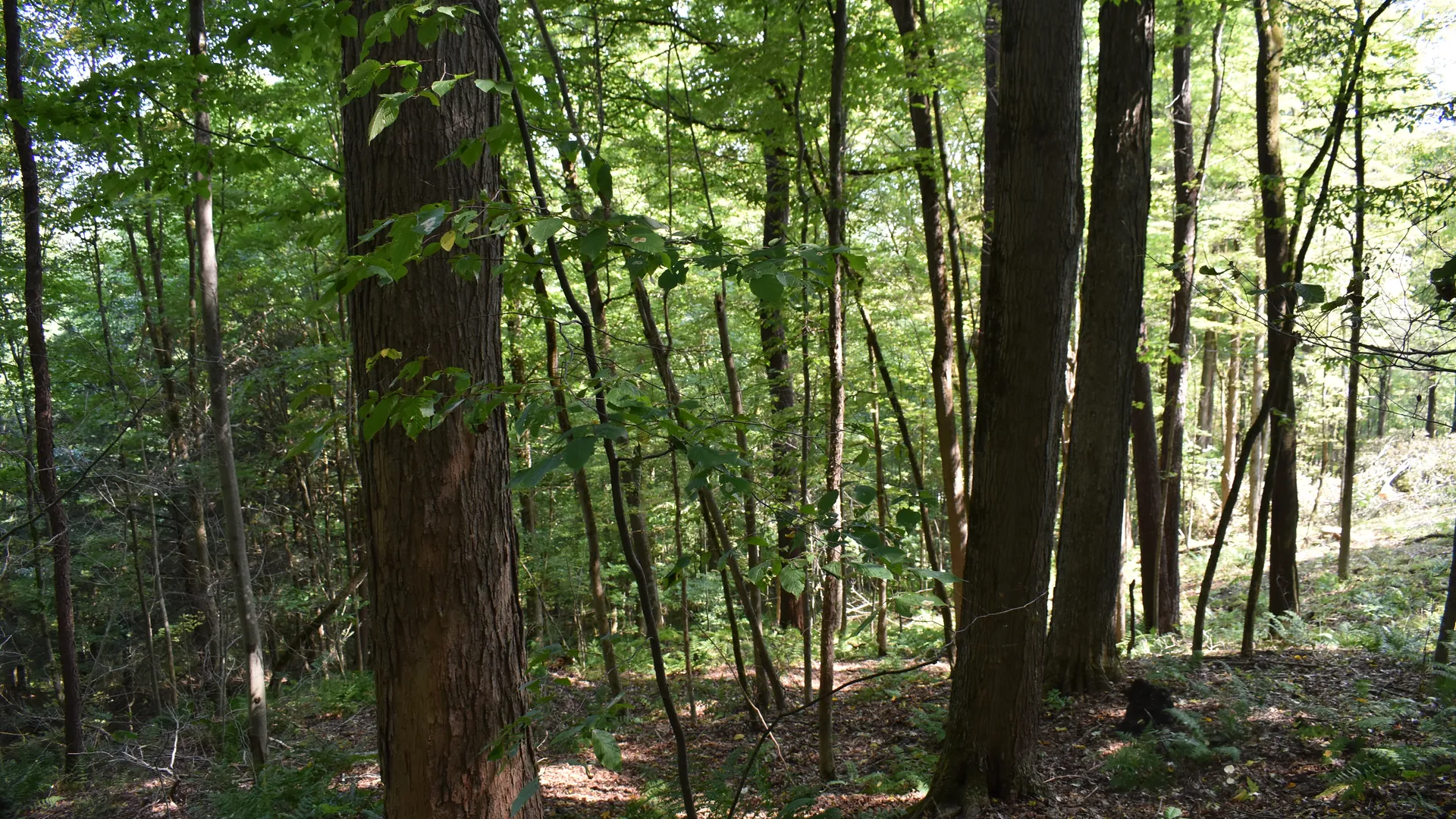 Property at Route 380, Jamestown, NY 14701 4