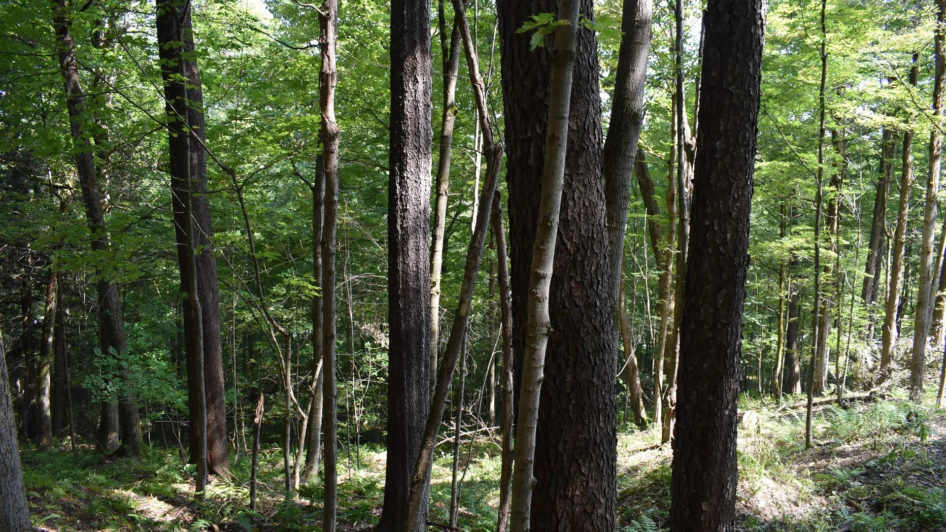 Property at Route 380, Jamestown, NY 14701 9