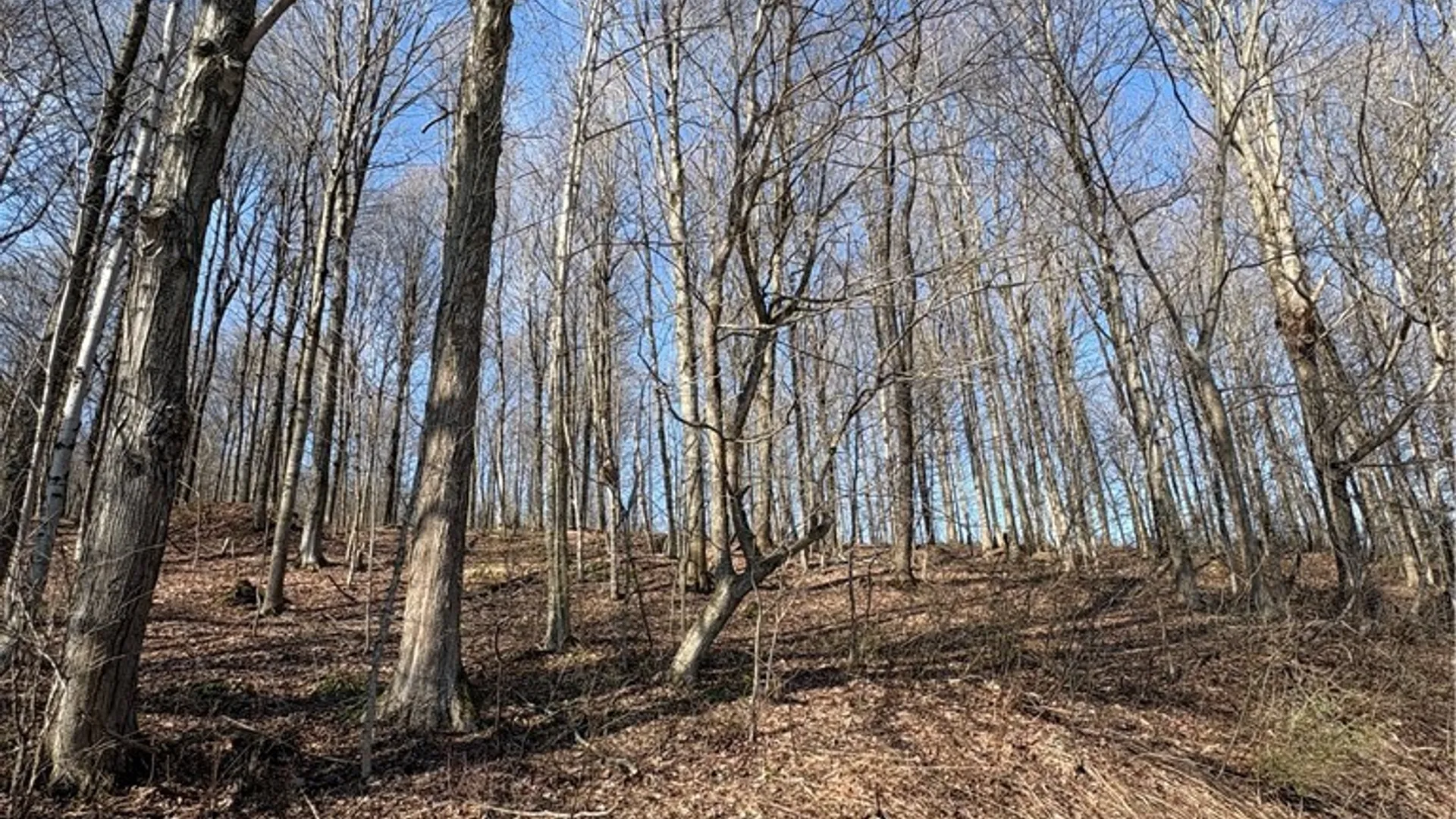 Property at Route 380, Ellery, NY 14782 11