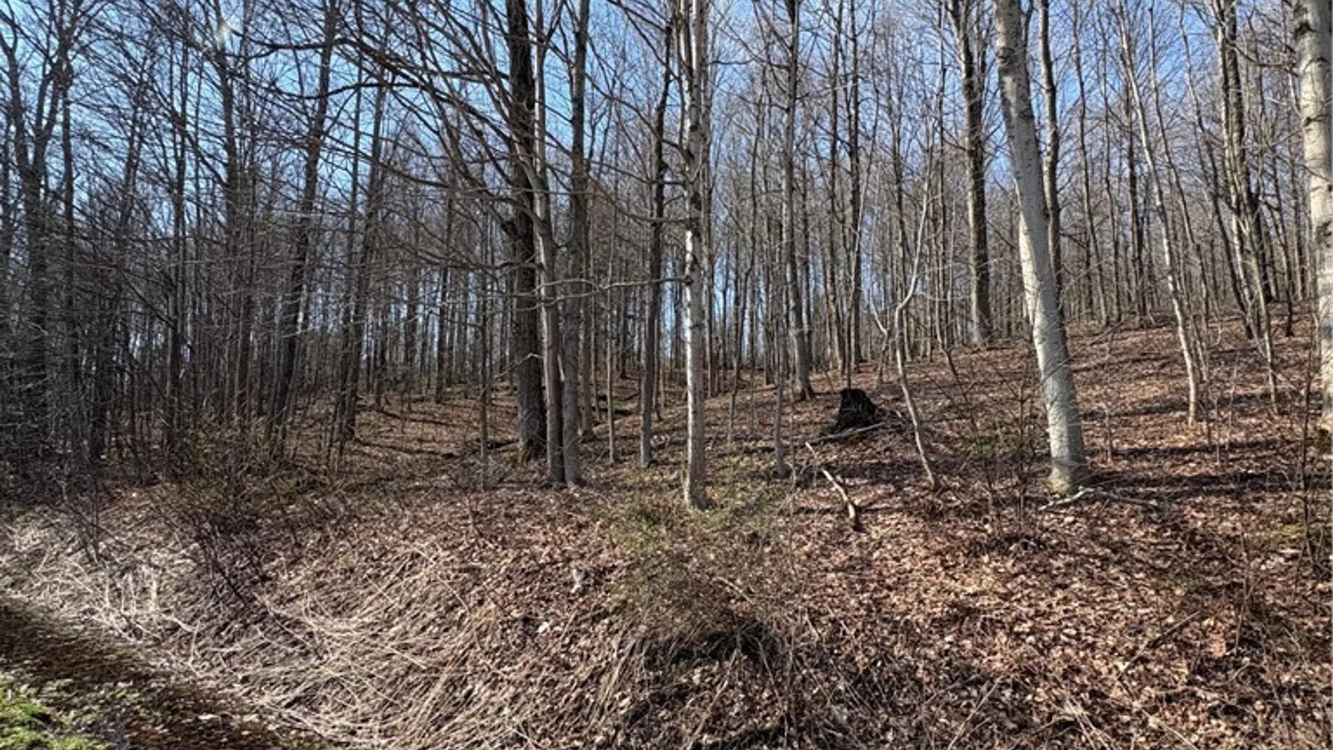 Property at Route 380, Ellery, NY 14782 13