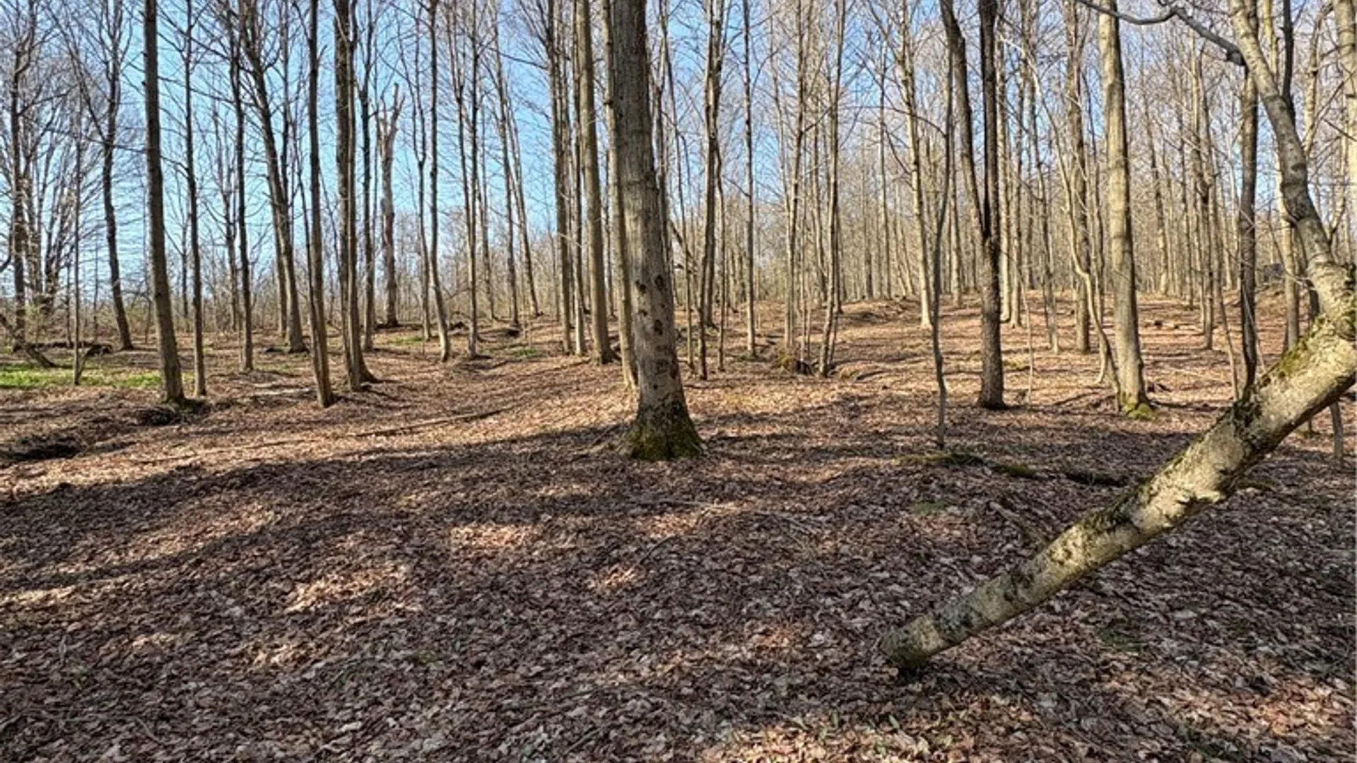 Property at Route 380, Ellery, NY 14782 20