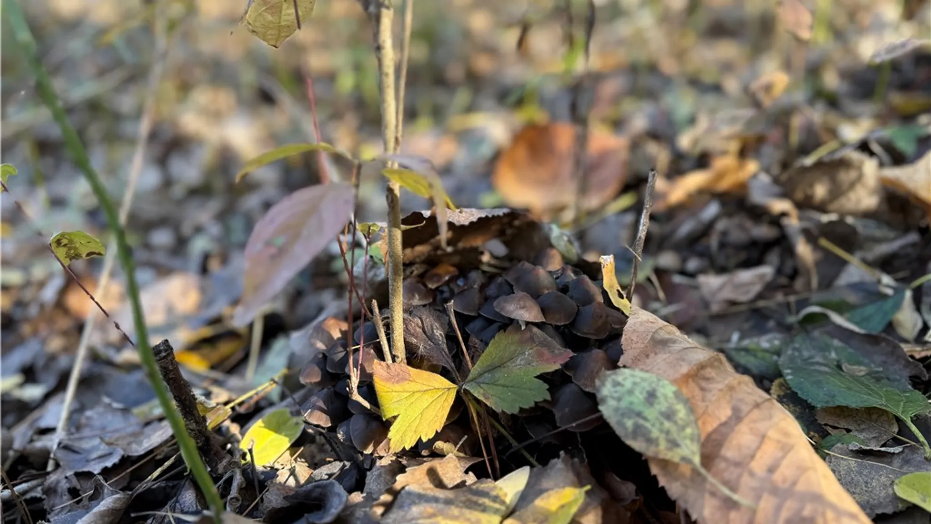 Property at Willowdale Drive, Macedon, NY 14502 17