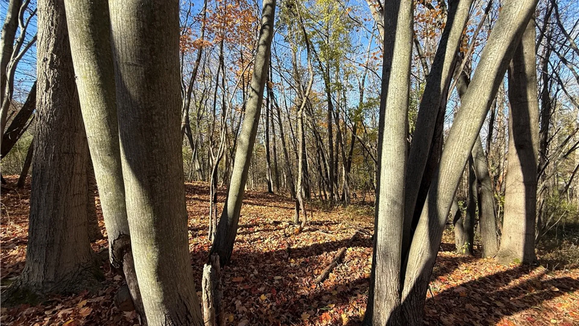 Property at Willowdale Drive, Macedon, NY 14502 35