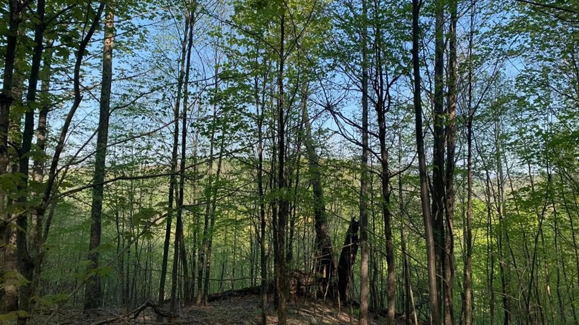 Property at John B Hewitt Spur, Roxbury, NY 12421 4