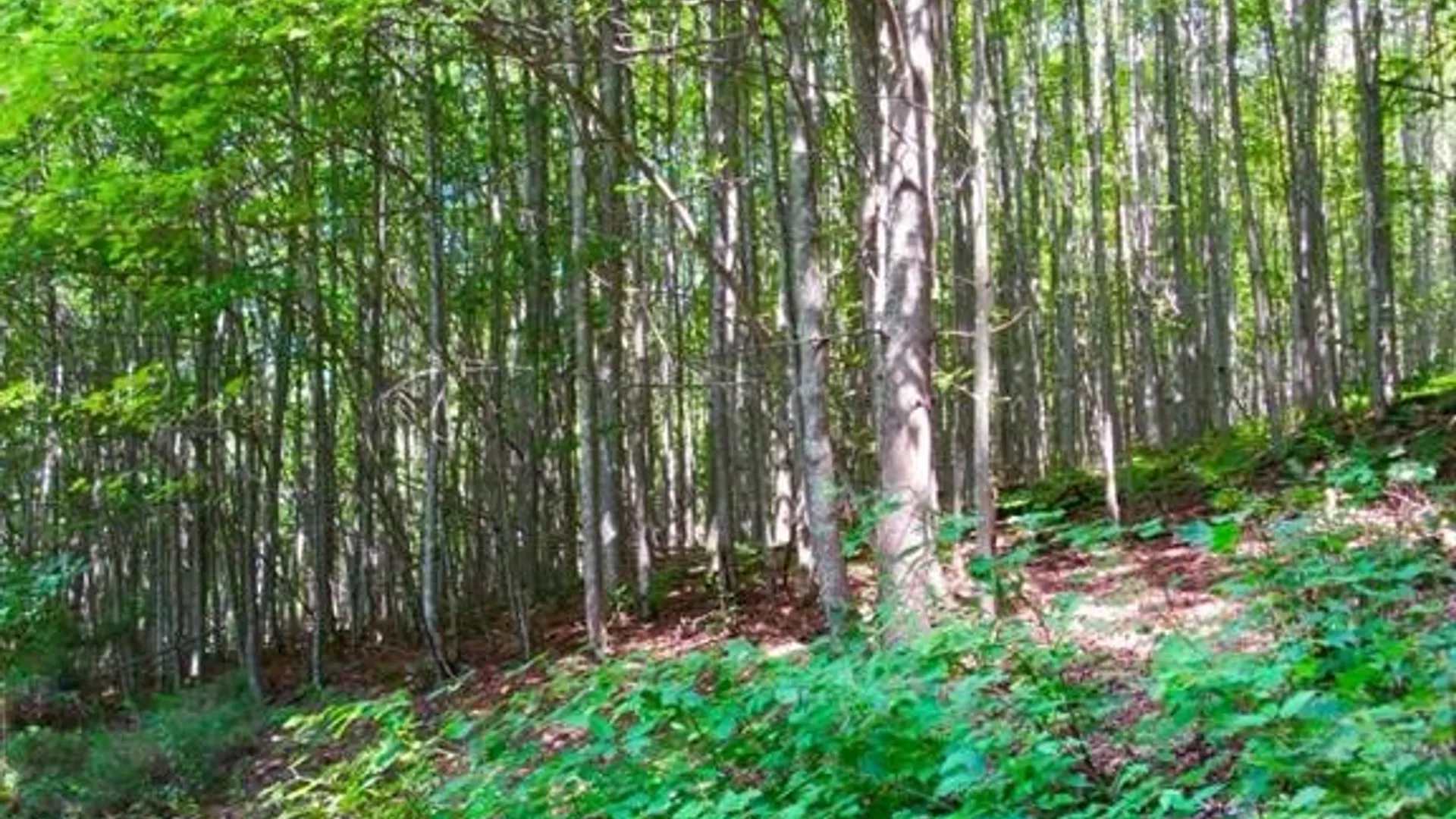 Property at John B Hewitt Spur, Roxbury, NY 12421 6